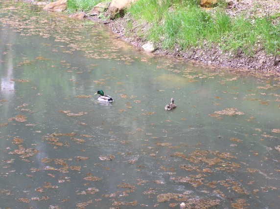 Pair of ducks on pond, 20th May 2004