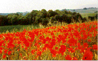 Poppies (36K)
