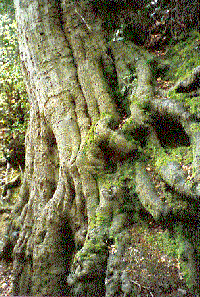 Sunken Lane at Bramshott (43K)