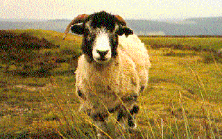Sheep (37K)